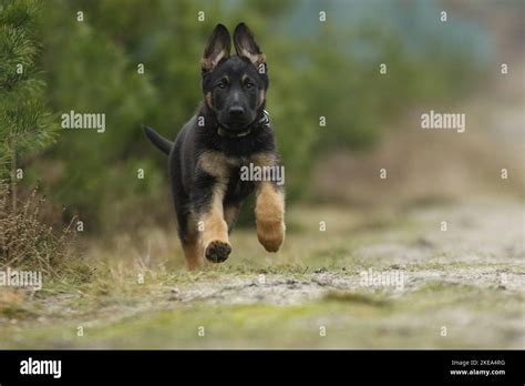 running German Shepherd Dog Puppy Stock Photo - Alamy