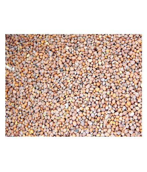 Urancia® Mooli Beej Radish Seed Mooli Ke Beej Raphanus Sativus 100g