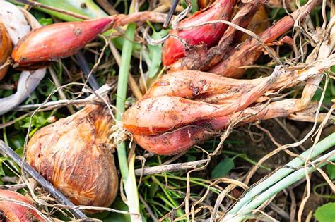 When And How To Harvest Shallots Gardeners Path