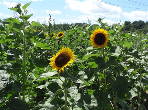 Sunflower Field Tendercrop Farm At Canaan 93 Main Street W Flickr