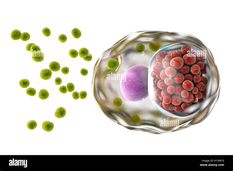 Chlamydia Infection Computer Illustration Of A Cell Infected With