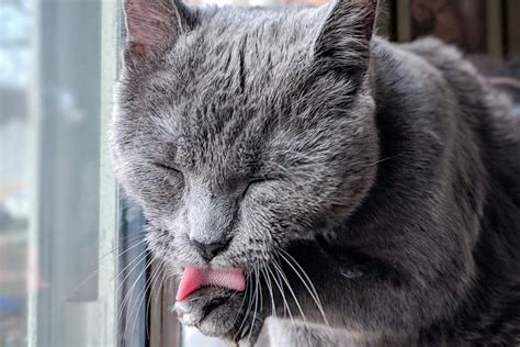 Porque O Gato Lambe A Gente - Por que meu gato se lambe compulsivamente? - VetôPet