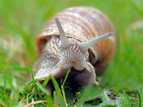 Stressed snails and slugs may spread rat lungworm through slime