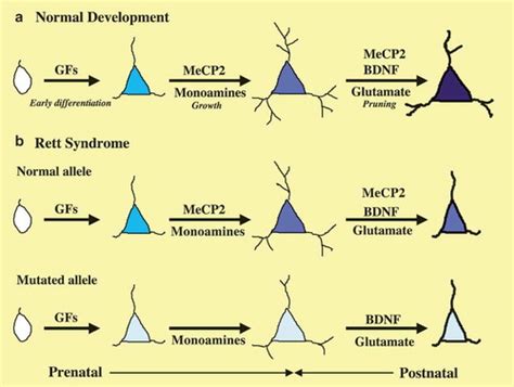 Full Article Neurobiologically Based Treatments In Rett Syndrome