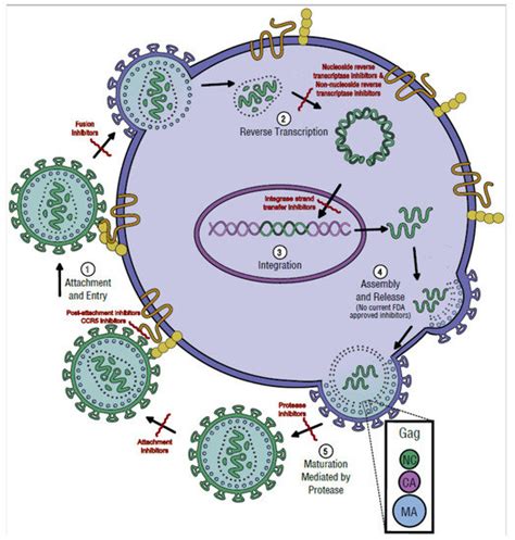 Viruses Free Full Text The Effect Of Treatment Associated Mutations