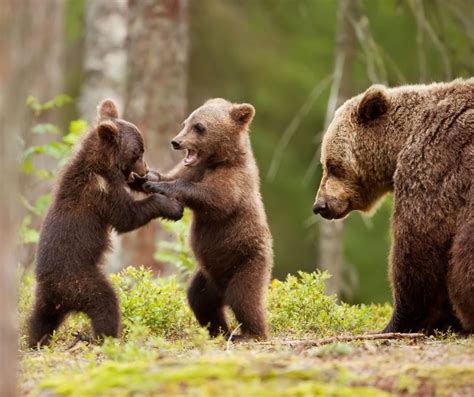 I Cuccioli Dell Orsa Amarena Sono Insieme E Stanno Bene Si Trovano