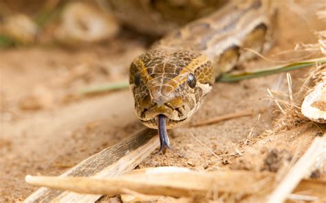 African Rock Python Snakes Of Niger INaturalist