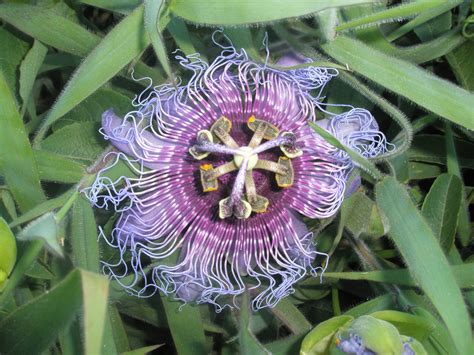 Plantas Raras Del Mundo