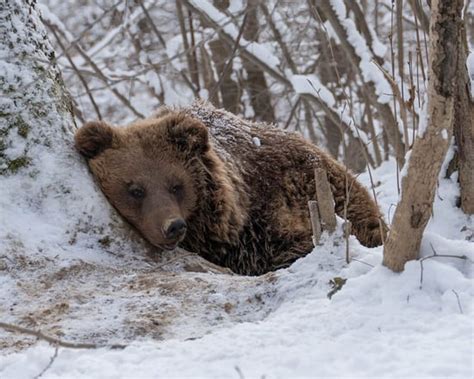 cute bear wallpaper pc phone