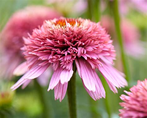 Echinacea Butterfly Kisses Bare Roots — Buy Pink Coneflowers Online