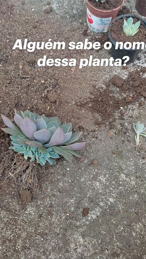 Algu M Sabe O Nome Dessa Planta Id Ias De Jardinagem Plantas