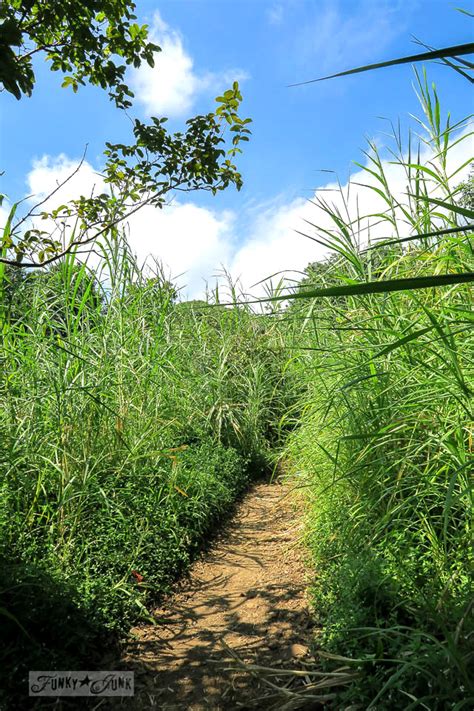 Hiking the Pipiwai Trail through the bamboo forest along the Road to Hana Maui Hawaii-001 ...