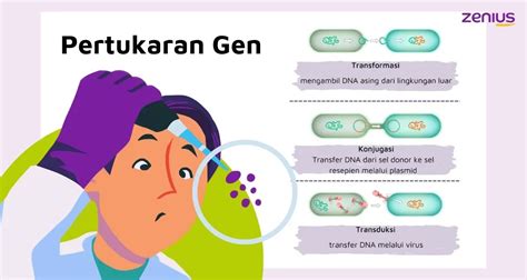 Proses Reproduksi Bakteri Seksual Dan Aseksual Materi Biologi Kelas 10