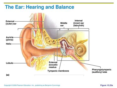 Ppt The Ear Hearing And Balance Powerpoint Presentation Free