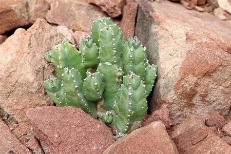 Moroccan Mound Euphorbia Resinifera Growing Guide Florgeous