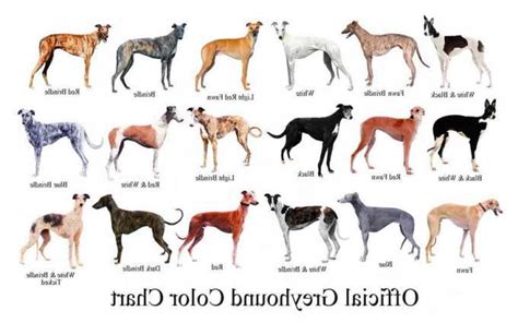 Greyhound Dog Names