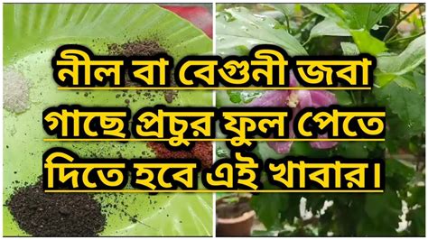 এই প্রচন্ড গরমে নীল বা বেগুনী জবা গাছে প্রচুর ফুল পেতে হলে দিতে হবে এই