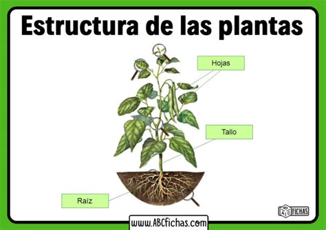 Estructura De Las Plantas ABC Fichas