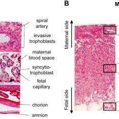 Histology of the placenta in human (A) and mouse (B). The photo of... | Download Scientific Diagram