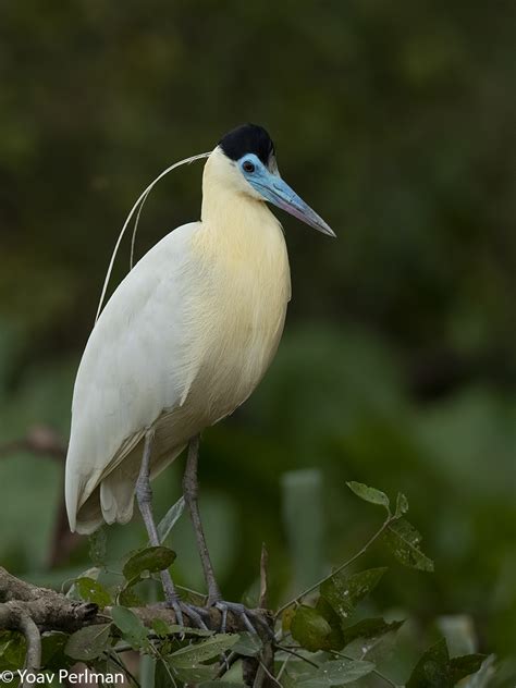 Pantanal birds | Focusing on Wildlife