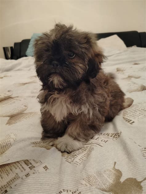 Shih Tzu Suczka Sunia Sucha Olx Pl