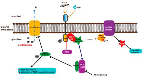 Ijms Free Full Text Feronia Receptor Kinase Integrates With Hormone