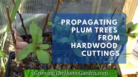 How To Propagate Ornamental Plum Trees From Cuttings Craftsmumship