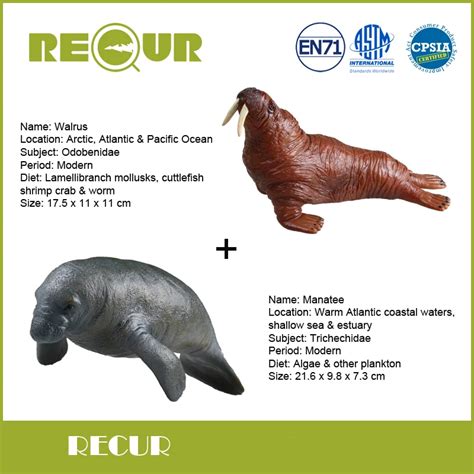 2 Pcs/Lot Recur Toys Walrus+Manatee High Simulation Model PVC+PP Cotton