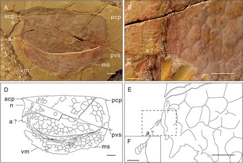 Frontiers New Data On The Bivalved Arthropod Tuzoia From The Cambrian