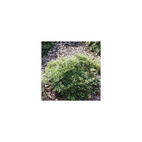 Gardenia Augusta Radicans Variegated Divine Plants Online Shop