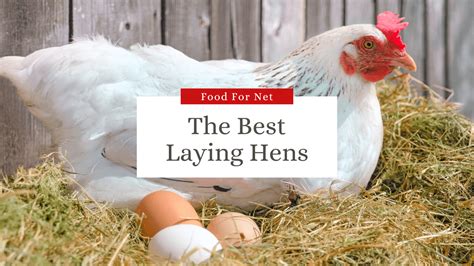 14 Best Laying Hens For Your Backyard Or Homestead | Food For Net