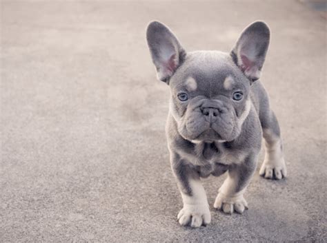 Lilac French Bulldog: History, Care, Appreance, Full Guide