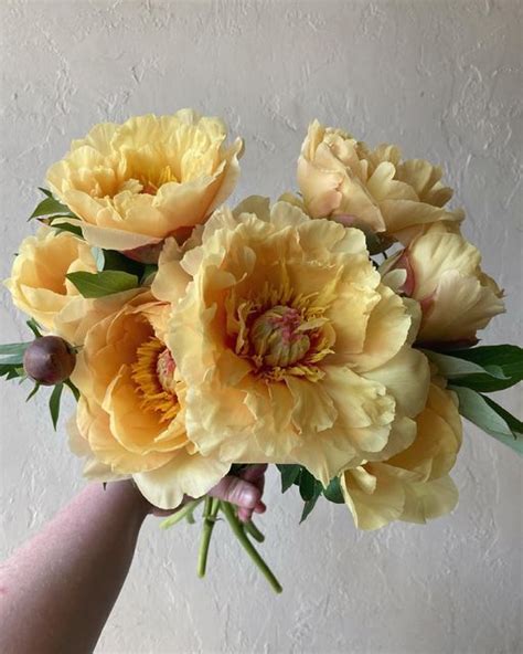 B O T A N Y Floral Studio On Instagram Bartzella Itoh Peonies