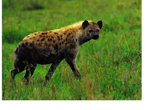 Research and Report Writing: Leopard VS Hyena