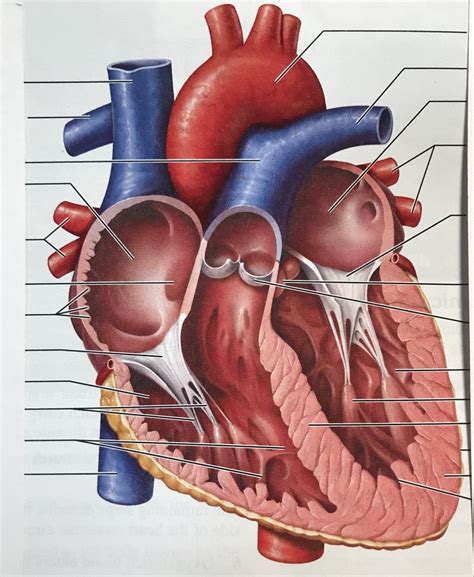 Exercise 30 Anatomy Of The Heart Diagram Quizlet