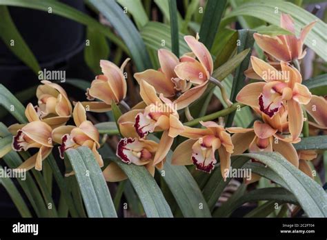 Details 48 Cymbidium Miniatura Abzlocal Mx