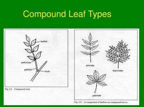 Ppt Tree Identification John Ross Powerpoint Presentation Free