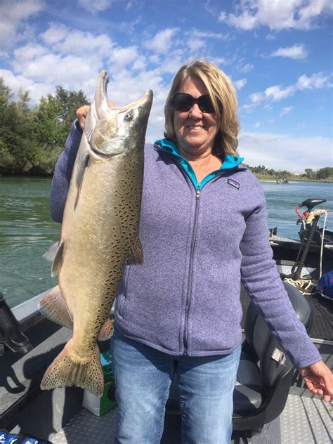 Sacramento River Fish Report Sacramento River King Salmon