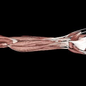 anatomy  model  left arm  left arm  model  left arm