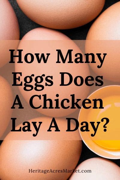 How Many Eggs Does A Chicken Lay A Day Heritage Acres Market Llc