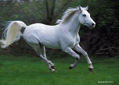 How Long Can a Horse Gallop? Uncover the Limits!