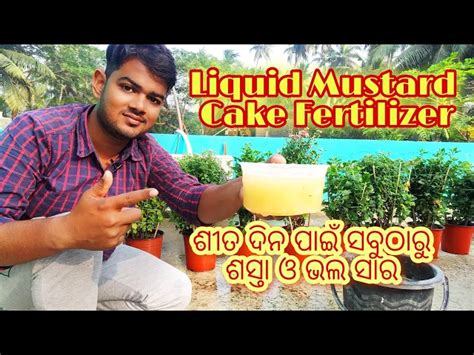 Liquid Mustard Cake Fetilizer Best Liquid Fertilizer For Winter