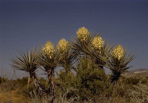 Yucca facts and health benefits