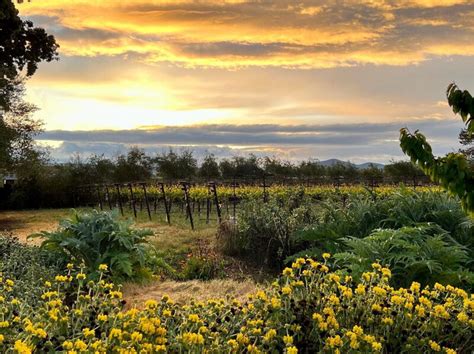 Private Lunch And Tasting At Napas Matthiasson Winery Napa Valley