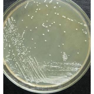 PDF Isolation And Identification Of Lactic Acid Bacteria From Cow