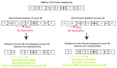 Exon Skipping For Restoration Of The Reading Frame Same Legend As In