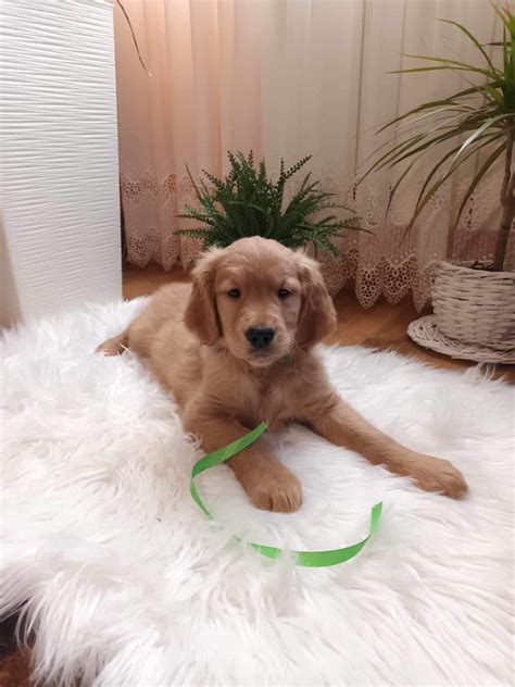 Golden Retriever Szczeniak Nowy S Cz Olx Pl