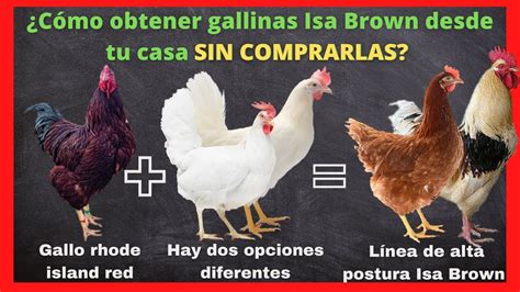 Cu Nto Cuesta Una Gallina Ponedora Descubre El Precio De Una Gallina