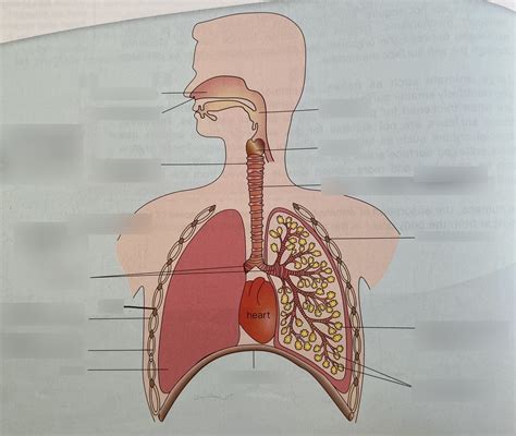 Respiratory System Labelling Diagram Quizlet