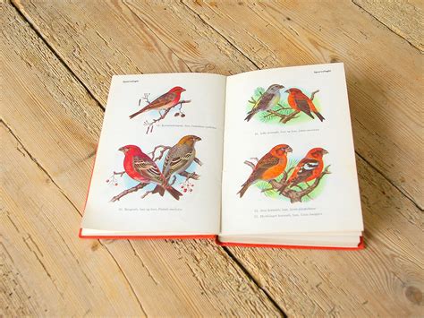 Vintage bird guide book Vintage bird illustrations Collage | Etsy